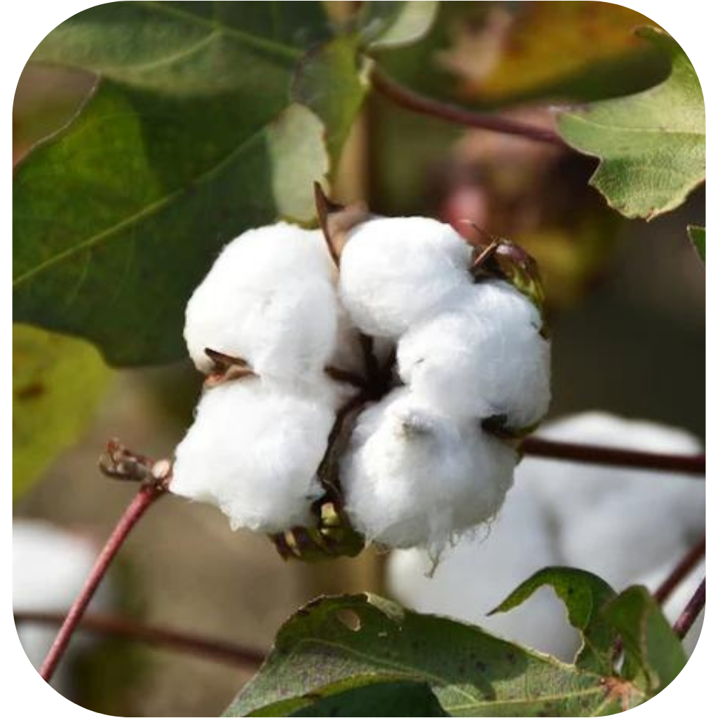 Sea Island Cotton